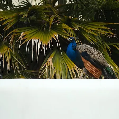 The Late Birds - Gay Urban 4* Lisboa